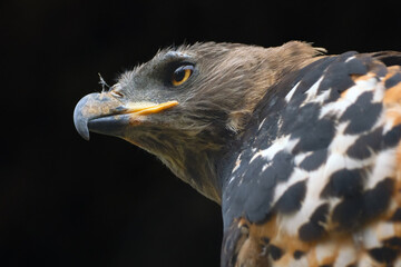 Crowned eagle, also known as the African crowned eagle or the crowned hawk-eagle (Stephanoaetus coronatus), portrait.