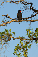 Bateleur (Terathopius ecaudatus), also known as the bateleur eagle, perched in a tall tree above the plains of the Masai Mara.
