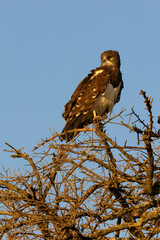 Martial eagle (Polemaetus bellicosus), young bird sitting on a tall tree.