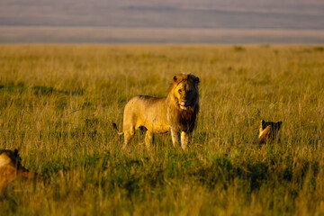 Lion (Panthera leo), large male with two lionesses in yellow grass on the plains. Group of lions at sunrise.