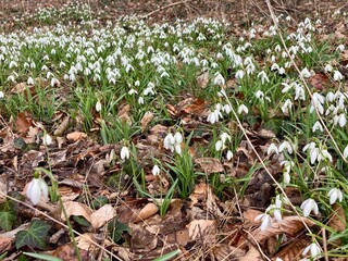 Frühling im Wald