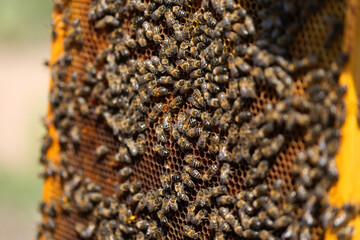 Honeybee swarm on a honeycomb promoting sustainability