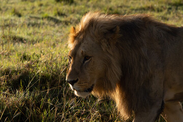 Lion (Panthera leo), portrait of a large male on the plains.