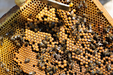 Honeybees on honeycomb promoting sustainable apiculture