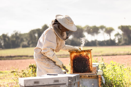 Female beekeeper inspecting hive on a sunny day