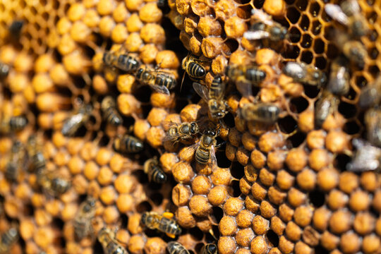 Honeybee colony on vibrant honeycomb