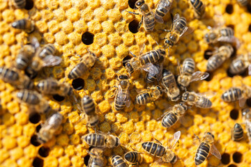 Honeybees on honeycomb promoting sustainability