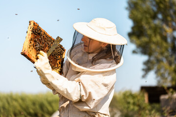 Female beekeeper inspecting honeycomb in apiary