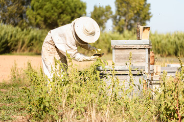 Female beekeeper performs hive inspection in nature