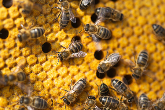 Honeybees tending to their hive showcasing nature