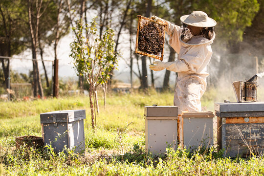 Female beekeeper inspecting hive in sustainable apiary