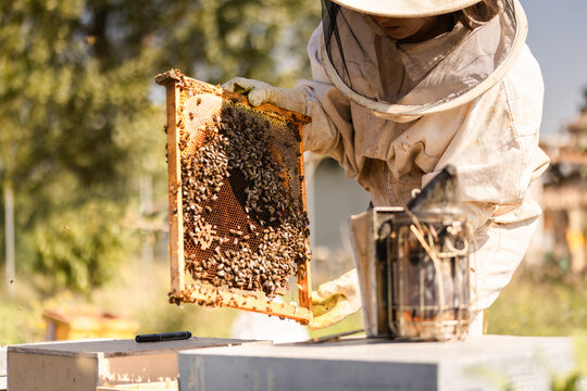 Female beekeeper inspecting hive for sustainability