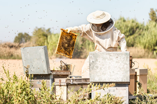 Female beekeeper inspecting hives for pollinator health