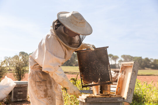 Female beekeeper conducting hive inspection in apiary