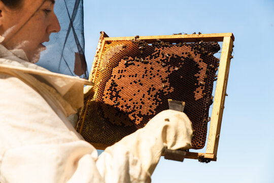 Female beekeeper inspecting honeycomb in apiary