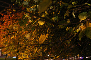 autumn leaves background