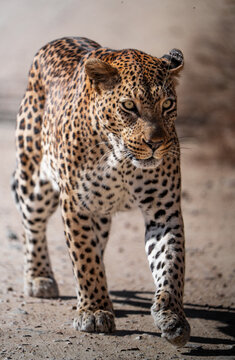Majestic leopard walking in Kruger National Park
