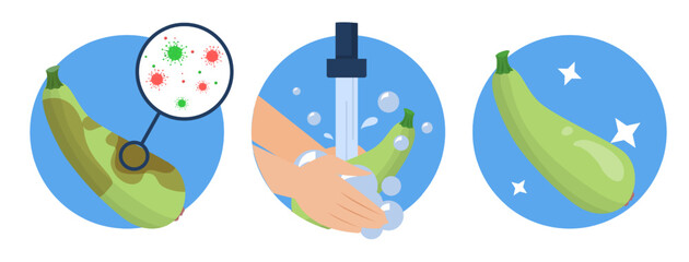 Hands washing zucchini vector isolated. Dirty vegetable full of bacteria, and clean product after the washing with soap.