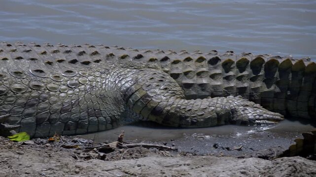 African Nile Crocodile Tail Scales and Skin Pattern by Muddy Shore Kenya