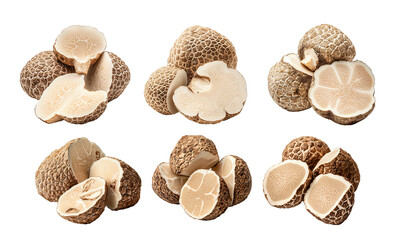 Set of Desert truffles Terfezia and Tirmania species isolated on white transparent background, great for culinary