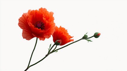 Obraz premium A single red flower with a stem and a bud. The flower is the main focus of the image