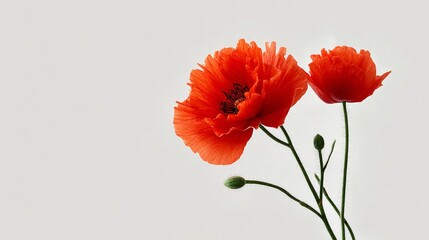 Obraz premium A single red flower with a white background. The flower is the main focus of the image. The white background creates a sense of contrast and highlights the vibrant red color of the flower