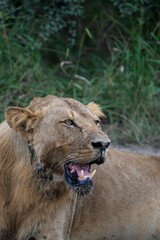 Portrait of a young male lion with a muddy mouth is lying in the road while looking into the distance, Greater Kruger. 