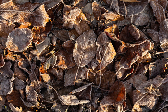 Amas de feuilles brunes givr&eacute;es pos&eacute;es au sol, feuilles ensoleill&eacute;es, vues du dessus en gros plan, d&eacute;grad&eacute; de brun, couleurs d'automne hiver