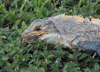 close up  of  a black spiny-tailed iguana  grazing in the grass with his tongue out,  at  the sugar beach resort in costa rica, playa flamingo,  central america