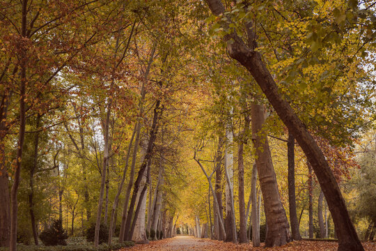 Autumn tree tunnel on the way to infinity