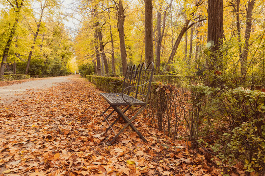 Park in autumn with bench and fallen leaves