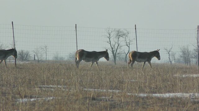 Several Onagers (Equus hemionus) against the backdrop of a snowy steppe landscape and the fence of an acclimatization enclosure.