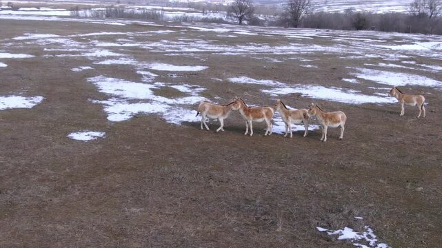 Aerial photography: a group of Onagers (Equus hemionus) against the backdrop of a snowy steppe landscape.