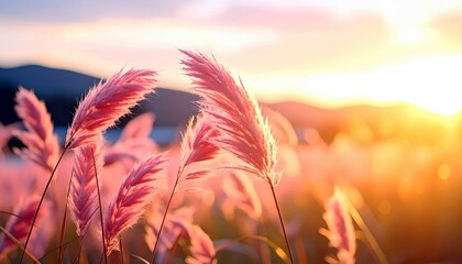 Close-up of pink pampas grass plumes illuminated by the warm glow of a setting sun, with a blurred landscape in the background.