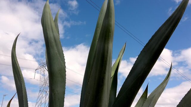Agave Mexican plant for mescal production against blue sky