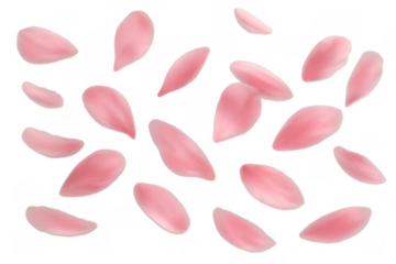 Pink cherry blossom petals falling, scattering on transparent background, delicate spring bloom concept