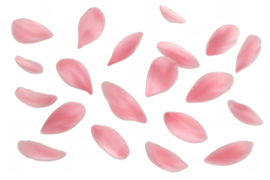 Pink cherry blossom petals falling, scattering on transparent background, delicate spring bloom concept
