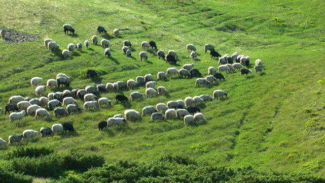 In areas where sheep are constantly grazed, they trample permanent paths on the slopes. Carpathians.