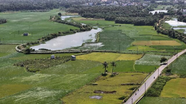 Aerial view of patterned green and yellow agricultural fields bordered by a winding river and a small paved road, with a residential area visible in the distance.