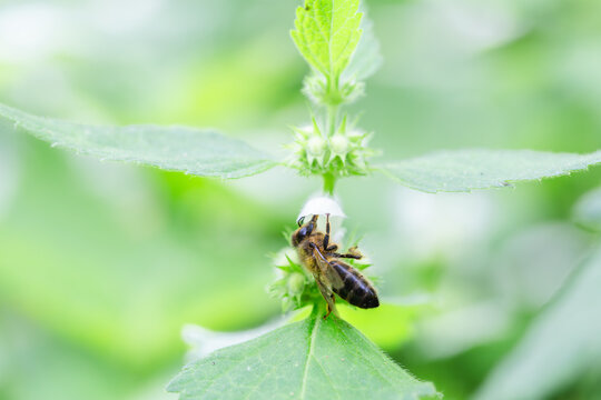 Honeybee pollinating white flower on green foliage