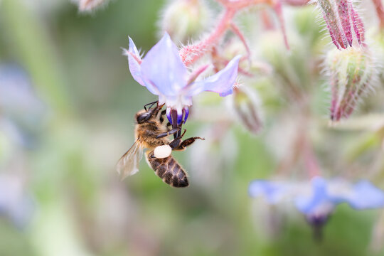 Honeybee pollinating borage flower in a natural setting