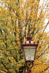 a classic road light in the background of  golden tree, Amsterdam autumn 