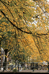 Golden autumn leaves droop down, and bicycles can be vaguely seen on the canal bridge,  Amsterdam autumn 