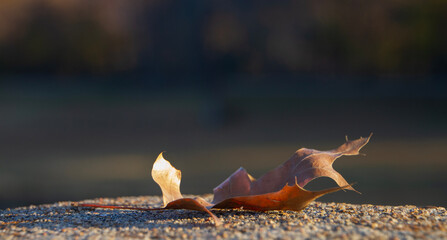 Dead leaf  with blurred dark background with copy space