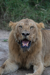 Portrait of a young male lion with a muddy mouth is lying in the road while looking into the distance, Greater Kruger. 