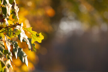 Autumn leaves background with bokeh copy space