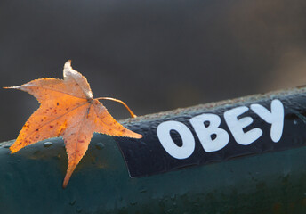 Obey sticker outdoors  on a wet metal pipe with autumn leaf
