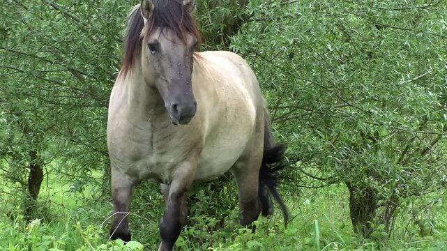 A pair of Polish horses in the thickets of the floodplain forest on the bank of the river Waal, Netherlands.