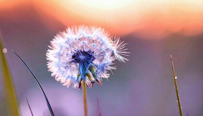A single, fluffy dandelion seed head is in sharp focus against a blurred background of soft colors and grass blades adorned with dew drops.