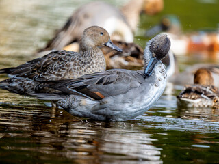 水辺のオナガガモ